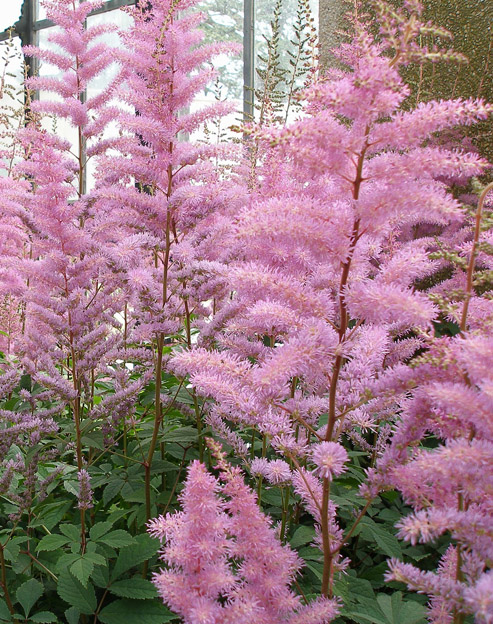 Astilbe chinensis `Veronica Klose`